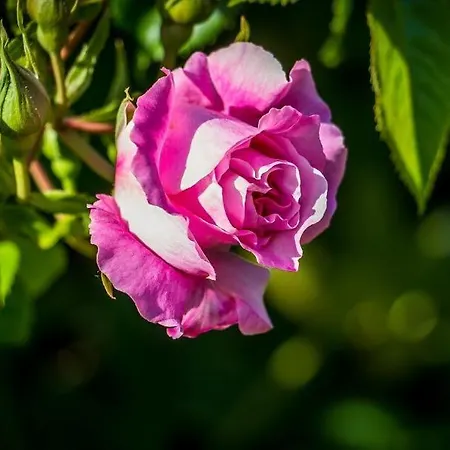 Apartment Dünenblick 01 Ahrenshoop